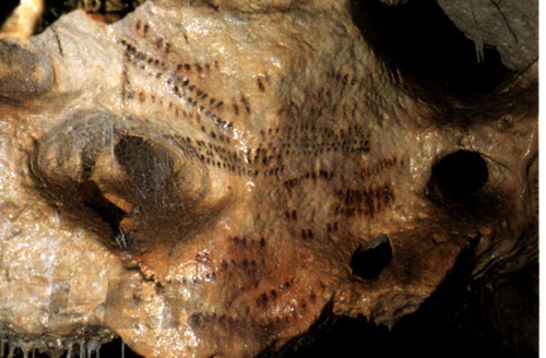 cueva-navarro-iv